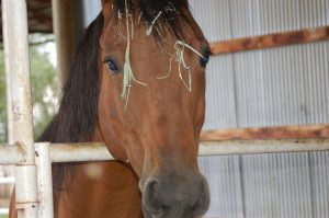 Horse photo showing leadership